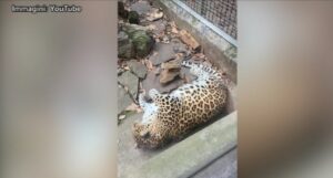 Cina, ironia social su leopardo obeso: “Sembra quello di Zootropolis”