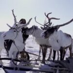 Elezioni Russia, dalla tundra al seggio con le renne