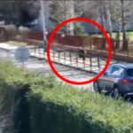 Slovacchia, orso attacca due persone: il video