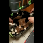 Ancona, Gdf salva 30 cani importati illegalmente
