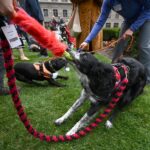 Toscana, mai più cani in catena: varato regolamento