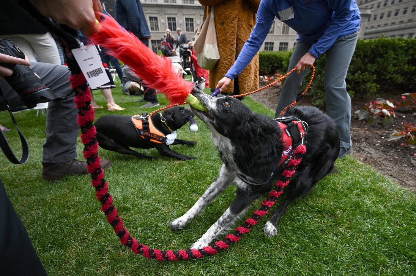 Toscana, mai più cani in catena: varato regolamento
