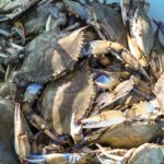 Granchio blu, Lollobrigida vara agevolazioni per danneggiati