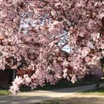 Equinozio di Primavera, arriva il sole sull’Italia ma nel weekend torna il freddo