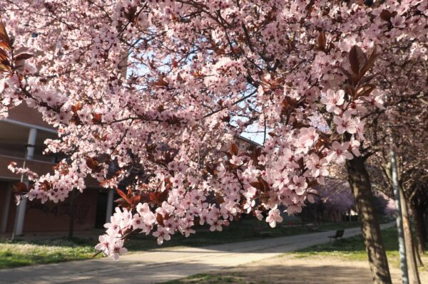 Bologna, fioritura nel primo giorno di Primavera