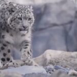 Regno Unito, allo zoo di Chester arrivano due leopardi delle nevi