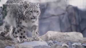 Regno Unito, allo zoo di Chester arrivano due leopardi delle nevi