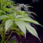 Germania, approvata legge su legalizzazione cannabis