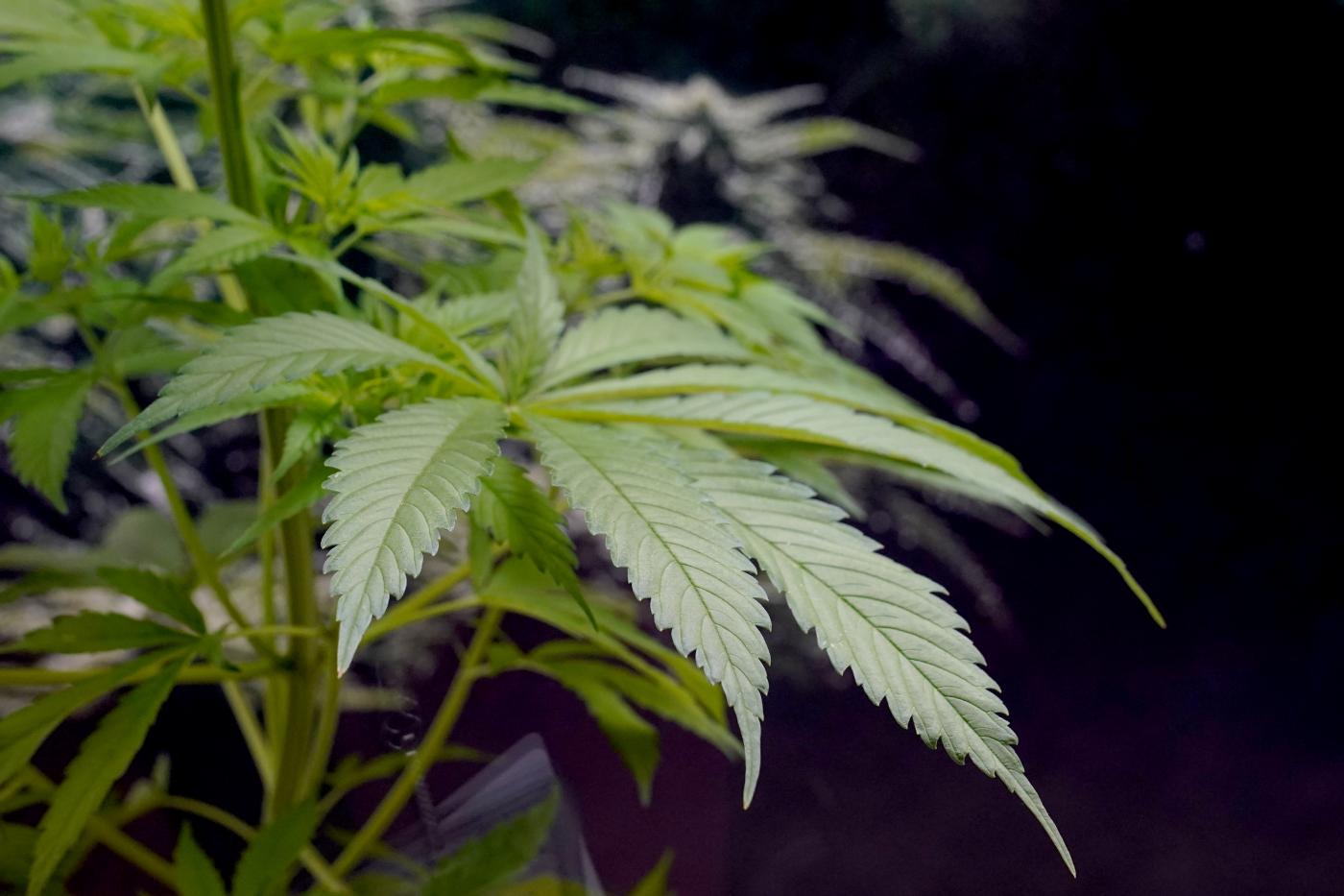 Germania, approvata legge su legalizzazione cannabis