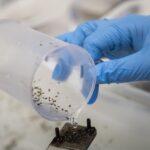 Dengue, circolare ministero a Regioni: “Sorveglianza e bonifiche”