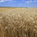 Consiglio Europeo, proposto stop all’import grano russo