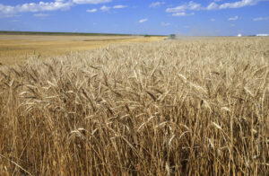 Consiglio Europeo, proposto stop all’import grano russo