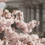Washington saluta Stumpy, il ciliegio diventato un fenomeno sui social