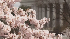 Washington saluta Stumpy, il ciliegio diventato un fenomeno sui social