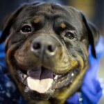 Lecce, azzannata dal cane di famiglia a 5 anni: grave