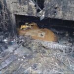 Attentato Russia, Mosca: “Denaro da Ucraina a terroristi”
