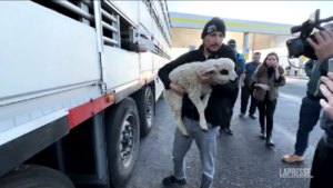 Trasporto animali per Pasqua: salvato agnellino che non si reggeva sulle sue zampe
