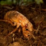 Le cicale ‘redeye’ potrebbero invadere gli Usa nei prossimi mesi