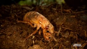 Le cicale ‘redeye’ potrebbero invadere gli Usa nei prossimi mesi