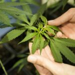 Cannabis, dalla legalizzazione al divieto della light: le proposte di legge in Italia