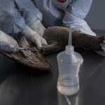 Aviaria, se virus muta rischio diffusione su larga scala fra umani