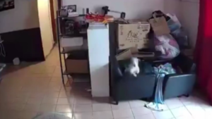 Taiwan, il cane sente prima la scossa di terremoto