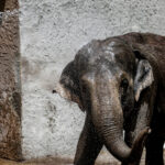 Botswana contro Berlino per il caso elefanti: “Ne prendano 20mila”