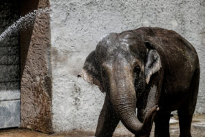 Per gli animali del Bioparco di Roma ghiaccioli e frutta fresca per combattere il caldo