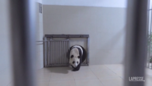 Cina: arriva Fu Bao, il panda gigante nato in Corea del Sud