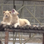 Mosca, leoni intrappolati nello zoo per le inondazioni