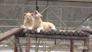 Mosca, leoni intrappolati nello zoo per le inondazioni