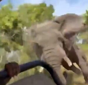 Zambia, elefante uccide turista 80enne americana durante safari