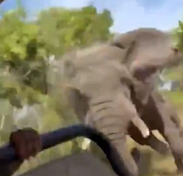 Zambia, elefante uccide turista 80enne americana durante safari