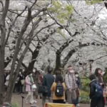 Tokyo, migliaia di turisti ammirano la fioritura dei ciliegi