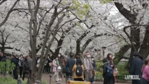 Tokyo, migliaia di turisti ammirano la fioritura dei ciliegi