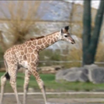 Regno Unito, baby-giraffa si avventura per la prima volta nello zoo di Chester