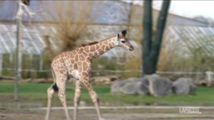 Regno Unito, baby-giraffa si avventura per la prima volta nello zoo di Chester