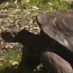 Eclissi solare totale, come si comporteranno gli animali?