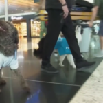 Turchia, cuccioli per alleviare stress e ansia: l’esperimento dell’aeroporto di Istanbul