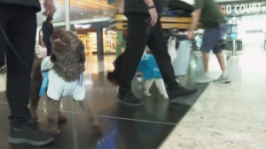 Turchia, cuccioli per alleviare stress e ansia: l’esperimento dell’aeroporto di Istanbul