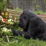 Berlino, gorilla Fatou compie 67 anni: è la più vecchia al mondo