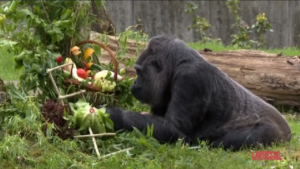 Berlino, gorilla Fatou compie 67 anni: è la più vecchia al mondo