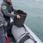 Bari, pesca illegale: sequestrati 150 kg di ricci di mare