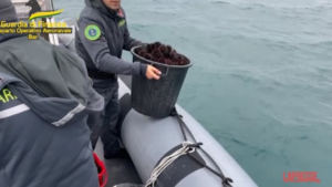 Bari, pesca illegale: sequestrati 150 kg di ricci di mare