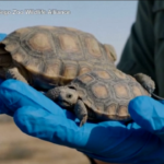 Stati Uniti, 70 tartarughe del deserto reintrodotte in natura