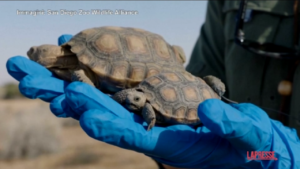 Stati Uniti, 70 tartarughe del deserto reintrodotte in natura