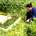Roma, la situazione disastrosa del cimitero Flaminio-Prima Porta