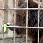 Crimea, due orsi sopravvivono a incendio in zoo privato