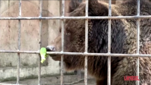 Crimea, due orsi sopravvivono a incendio in zoo privato