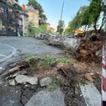 Roma, cade albero davanti al Policlinico Umberto I: colpite auto e motorini
